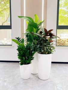 宁波奉化植物出租专业，满足多样绿植需求